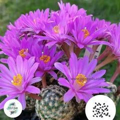 40 Seeds Mammillaria goldii Cactus Succulent seeds