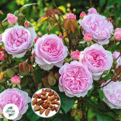 50 Heirloom Olivia Rose Austin English Rose flower Bonsai Garden Seeds