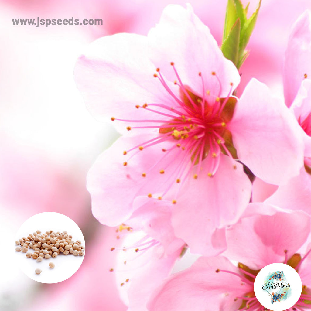 20 Japanese Sakura Flowering Cherry Blossom Tree Seeds (Prunus sargent JSPSeeds