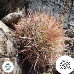 40 Seeds Ferocactus acanthodes v. lecontei Cactus Succulent seeds