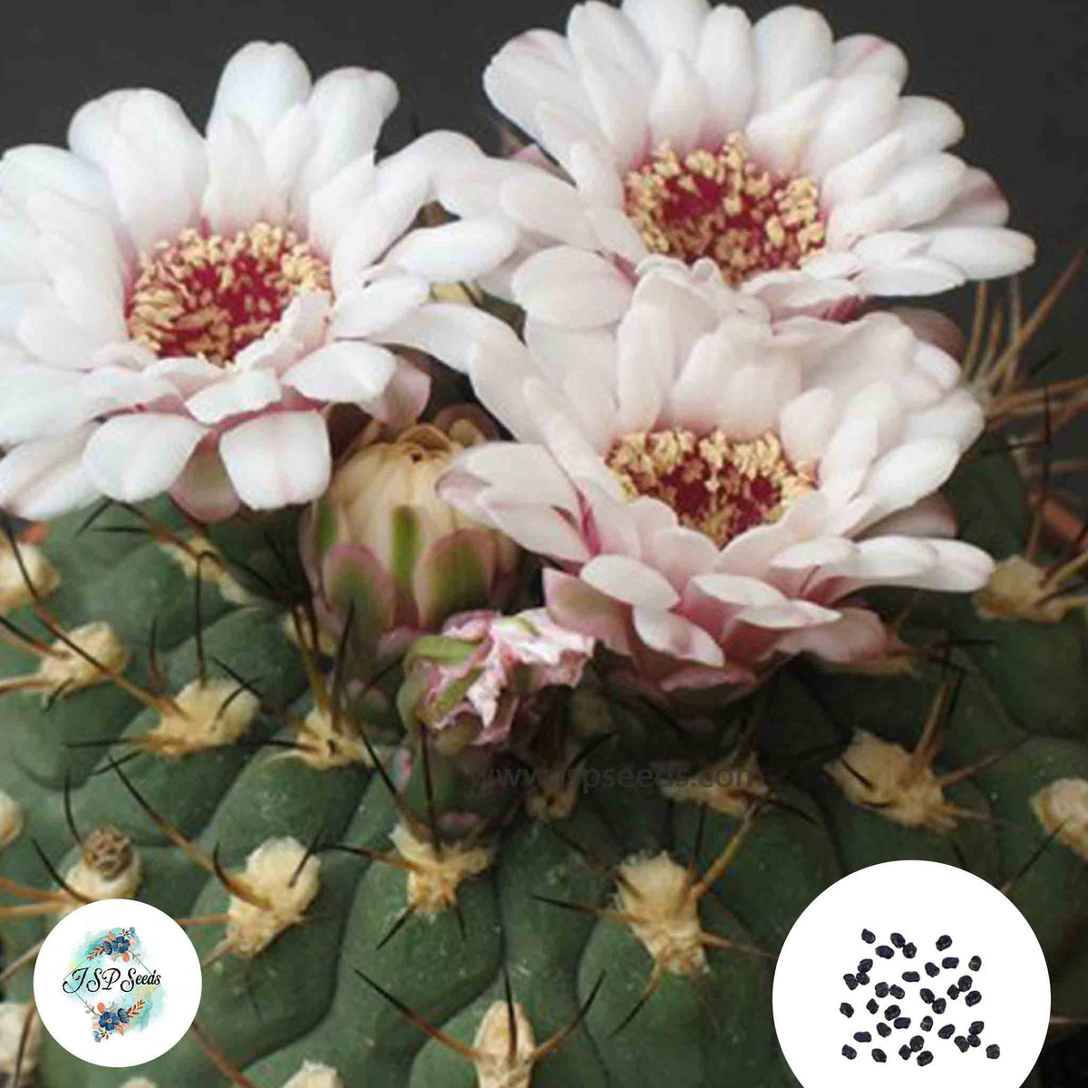 40 Seeds Gymnocalycium marquezii var Cactus Succulent seeds