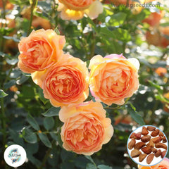 50 Heirloom Lady of Shalott English Rose flower Bonsai Garden Seeds