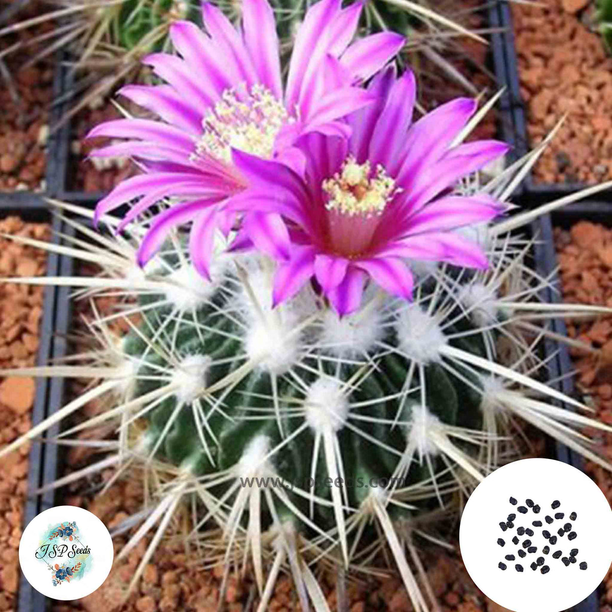 40 Seeds Echinofossulocactus rosasianus Cactus Succulent seeds