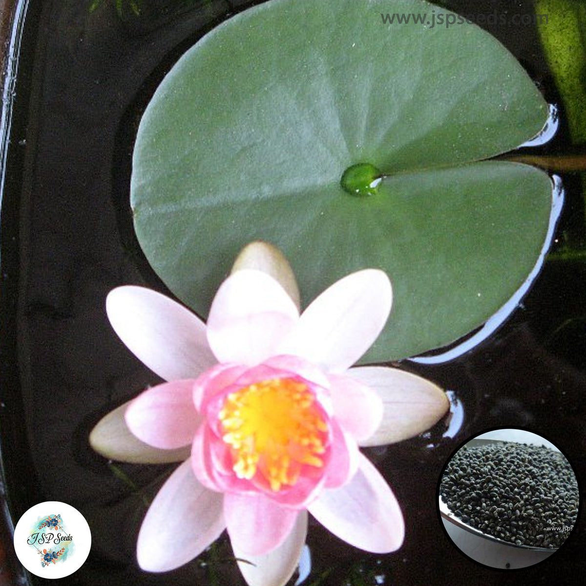 50 Thai Heirloom Mini Lotus Water lily flower Bonsai Seeds Water Plants (Original Thai Seeds) 010