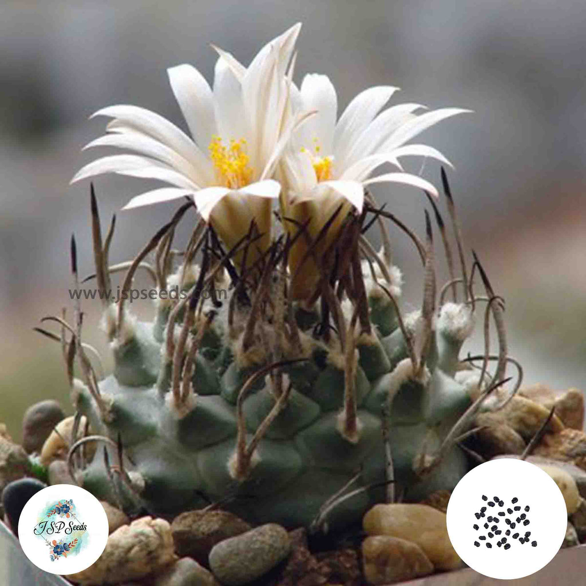 40 Seeds Turbinicarpus klinkerianus Huizache sp. El Huizache Cactus Succulent seeds