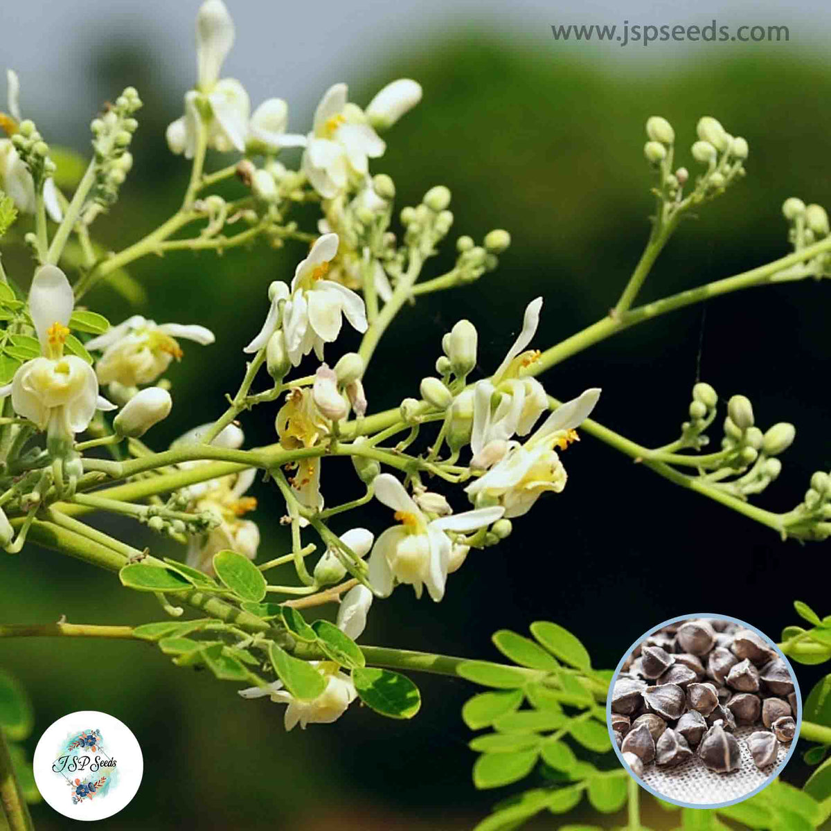 50 Moringa oleifera Lam Seeds (Asia Vegetable)