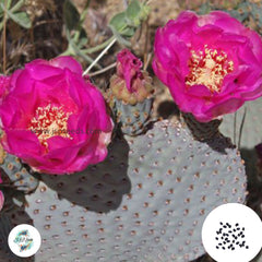 40 Seeds Opuntia basilaris Cactus Succulent seeds