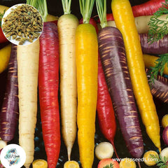 200 Rainbow Blend Carrot Seeds (Vegetable)