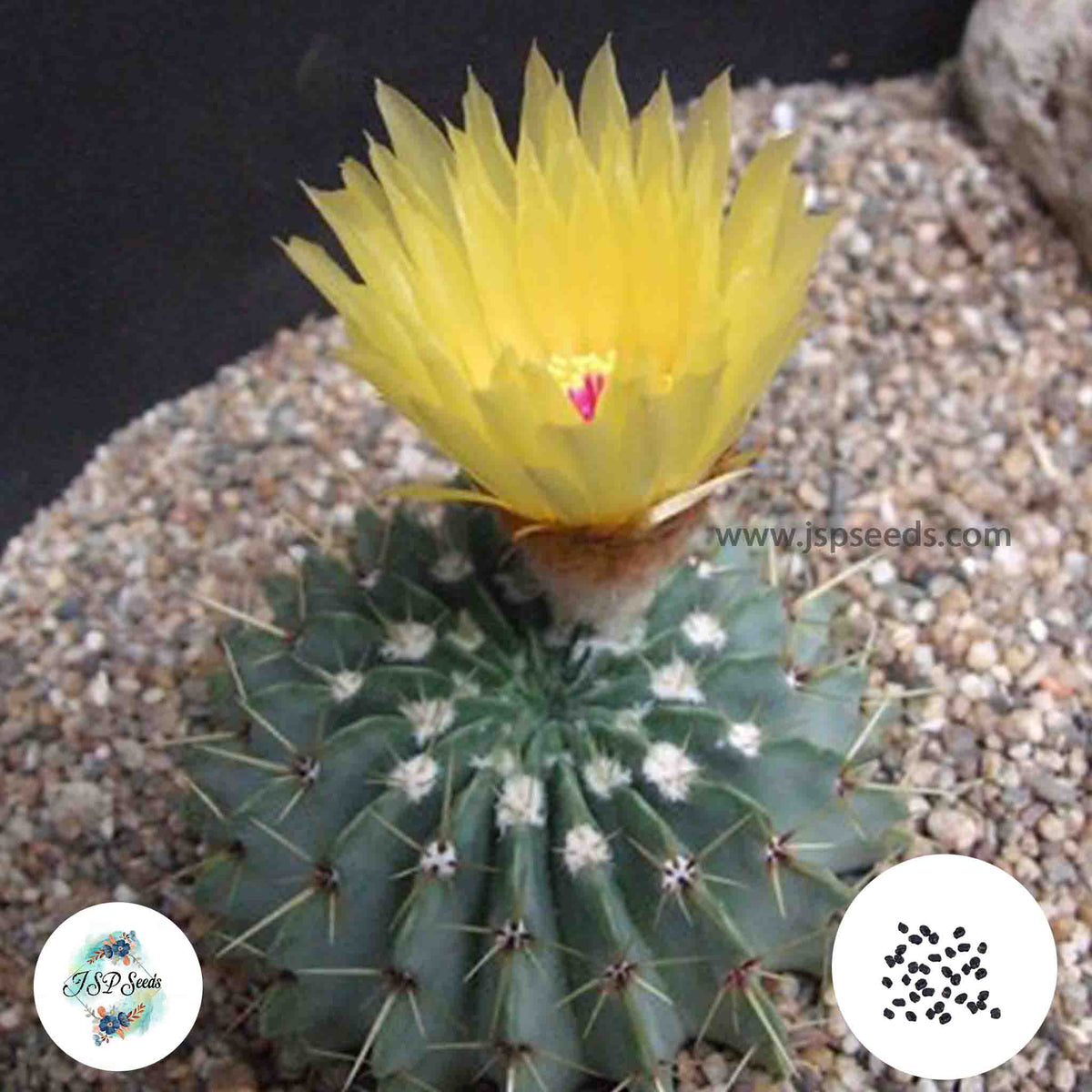 40 Seeds Notocactus buiningii Cactus Succulent seeds