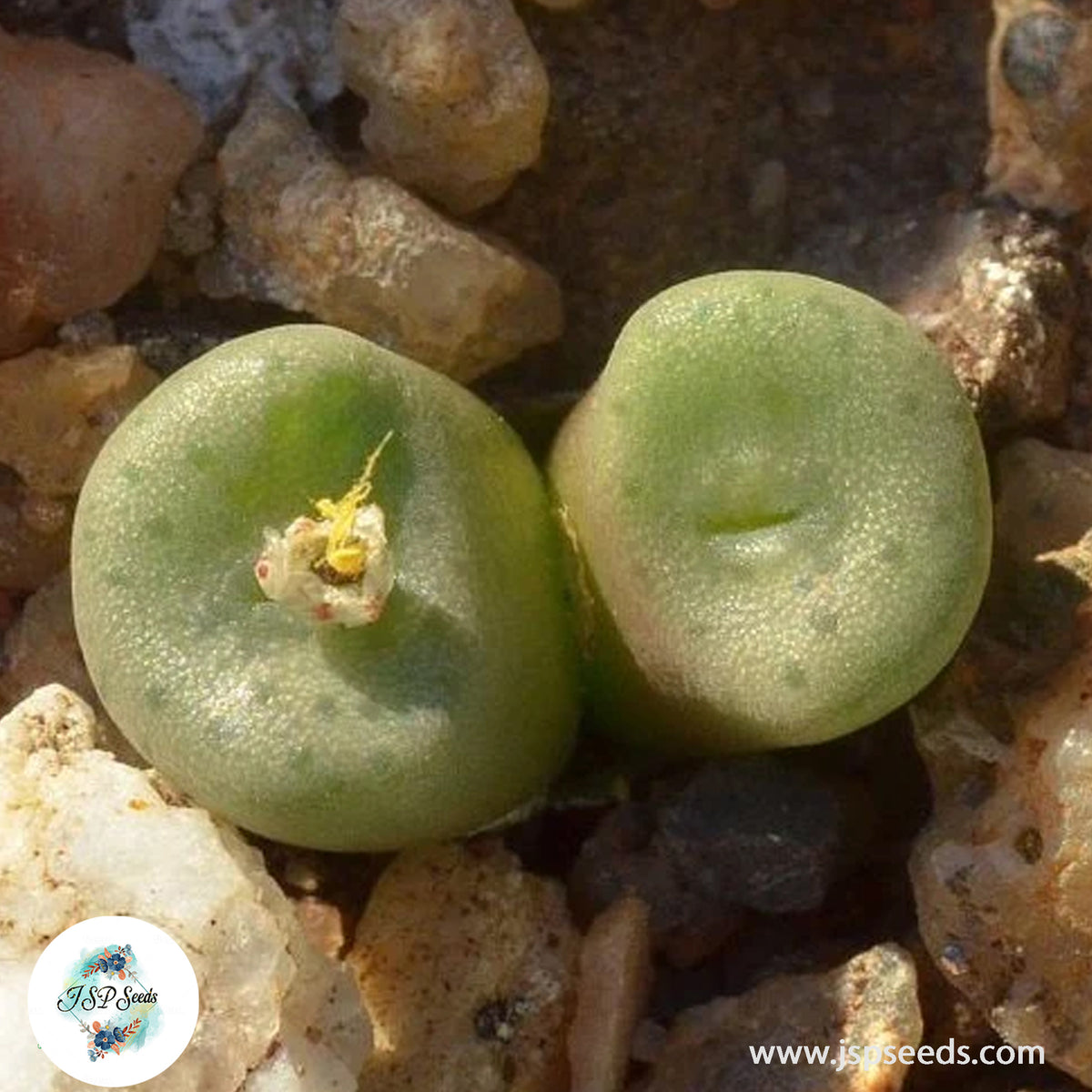 Conophytum smaleorum [VERY RARE] / 40 seeds