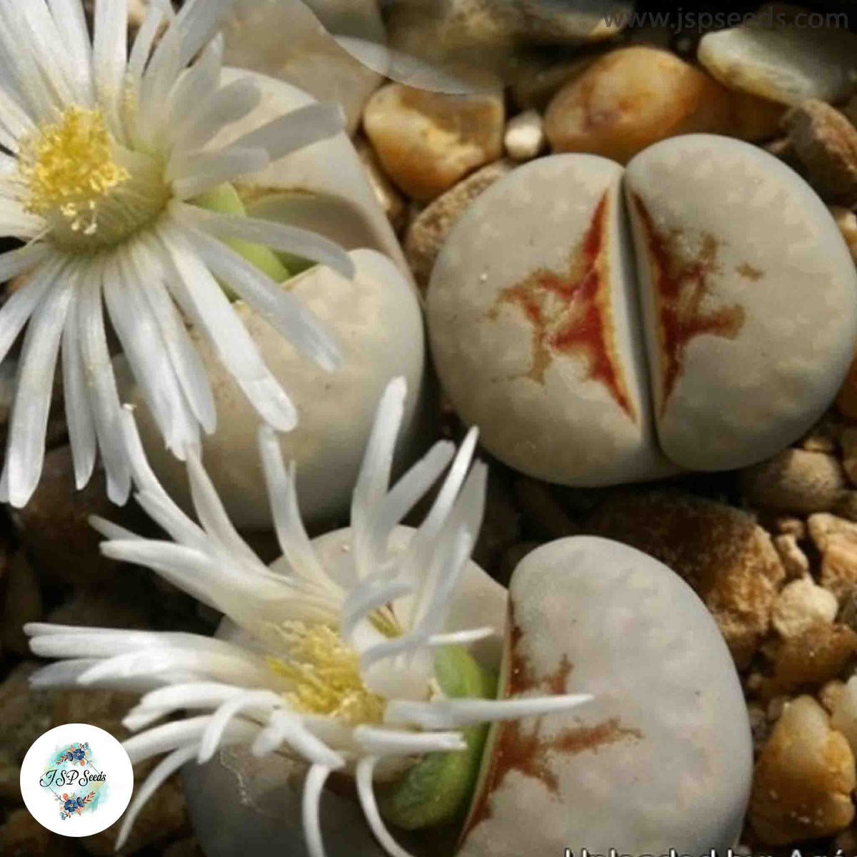 Lithops julii ‘Hot Lips’ [RARE] / 40 seeds  (Living stones)
