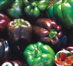 100 Sweet Pepper Heirloom Seeds (Vegetable Potted Plants)