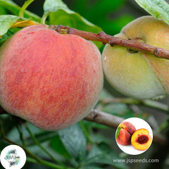 20 Sweet Peach Seeds (Asia Fruit)