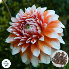 50 A La Mode Dahlia Seeds (Flower Garden Plants)