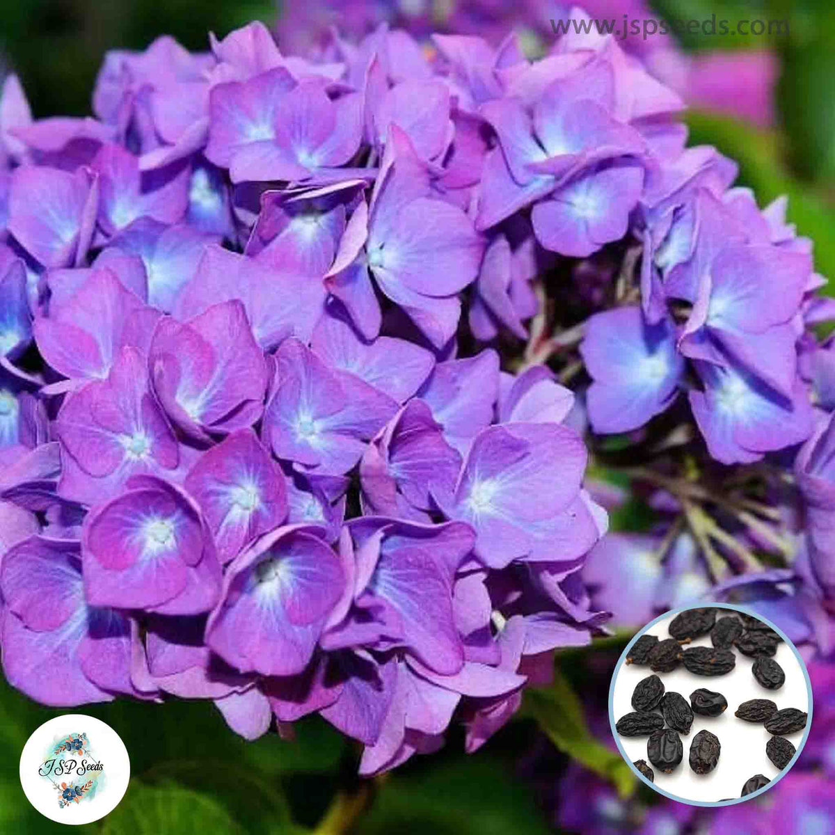 20 Purple Hydrangea Seeds Perennial Hardy Flowers Seed Shrub