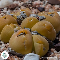 Gibbaeum nuciforme [RARE] / 40 seeds