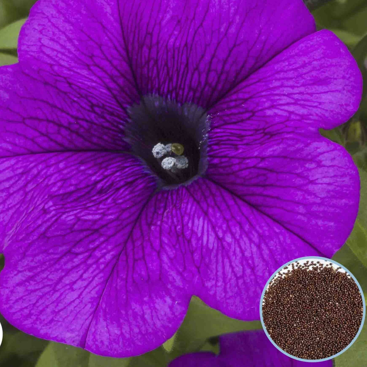 1000 Purple Sanguna Petunia Seeds Grandiflora, Multiflora, Milliflora Perennial Flowers Annual Seeds (Flower)