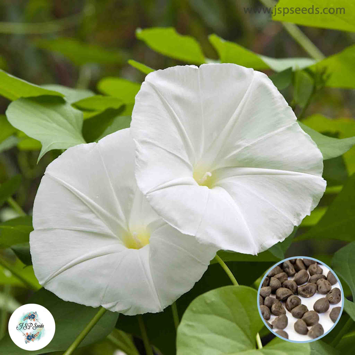 50 White Morning Glory Seeds, Moonflower Vine Angel's Trumpet Seeds (Asia Vegetable)