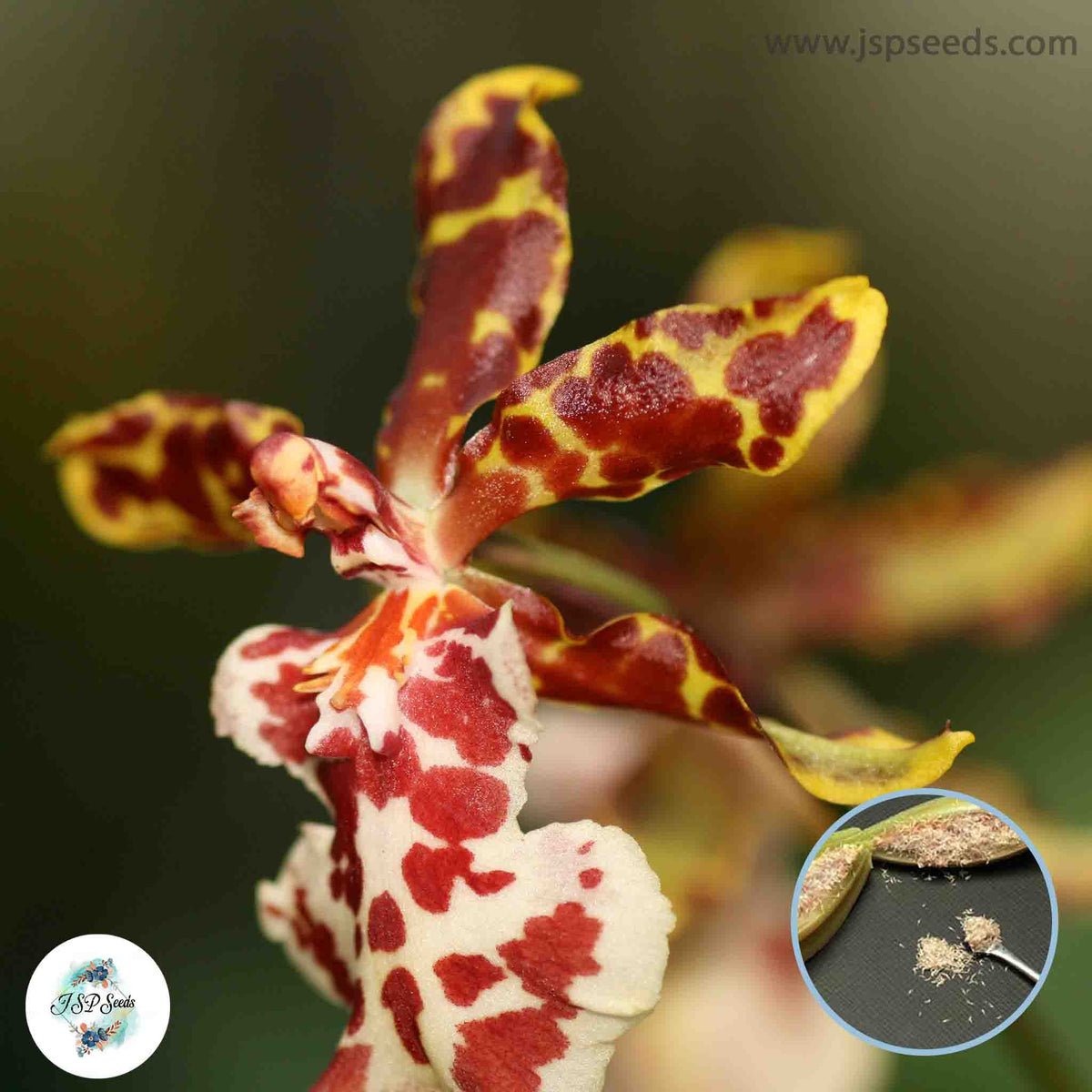 50 Tiger Oncidium Orchid flower Seeds (Flower Garden Potted Plants)Thailand Orchids