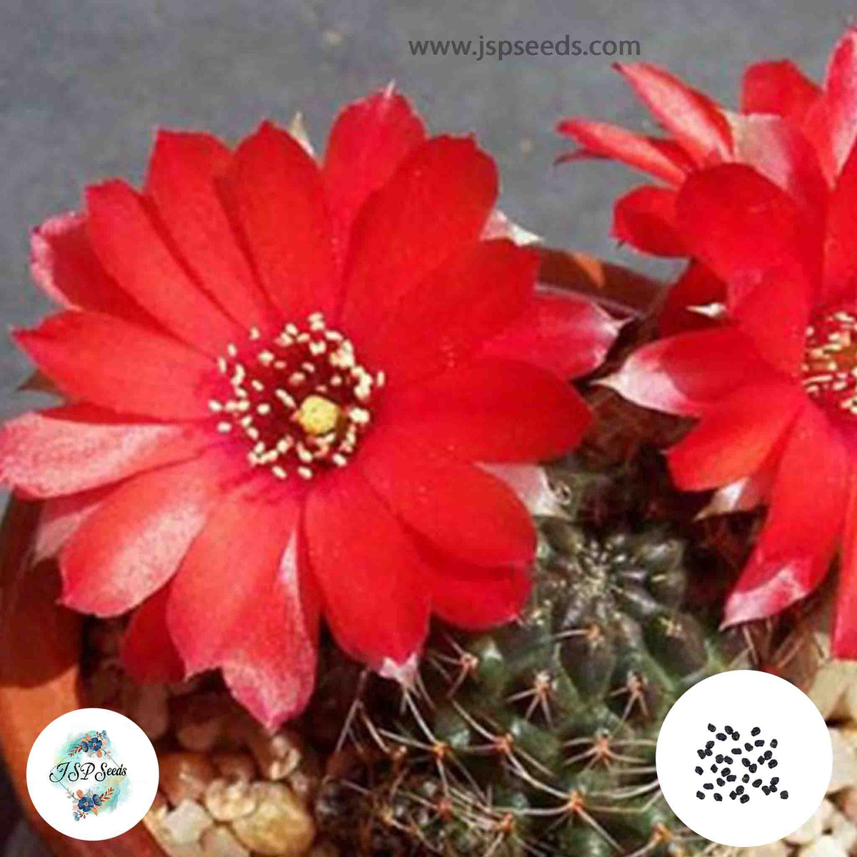 40 Seeds Mediolobivia violascens Cactus Succulent seeds FR352