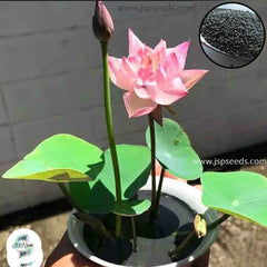 50 Thai Heirloom Mini Lotus Water lily flower Bonsai Seeds Water Plants (Original Thai Seeds) 005