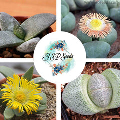 Pleiospilos mix (Split Rock) / 40 seeds