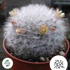 40 Seeds Mammillaria bocasana Cactus Succulent seeds