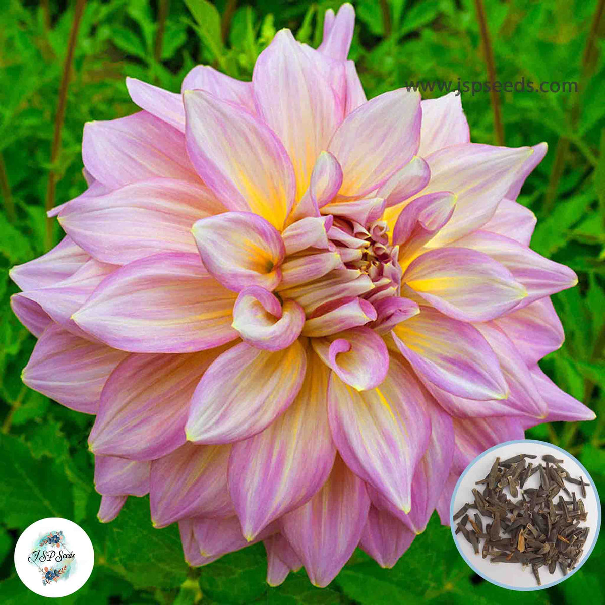 50 Strawberry Ice Dahlia Seeds (Flower Garden Potted Plants)