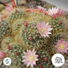 40 Seeds Mammillaria wildii Cactus Succulent seeds