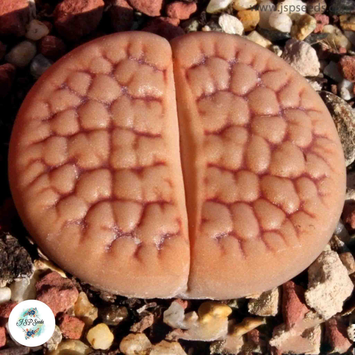 Lithops hookeri v. lutea C038 / 40 seeds (Living stones)