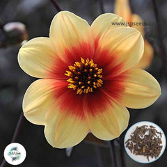 50 Sunshine Dahlia Seeds (Flower Garden Potted Plants)