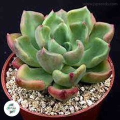 Echeveria setosa v oteroi / 40 seeds