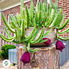 Stapelia leendertziae (Black Bells) / 40 seeds