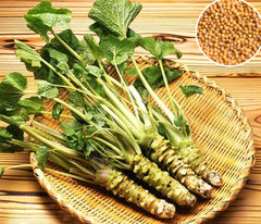 100 Wasabi seeds Japanese Horseradish Sinapis Organic Heirloom Seeds (Asia Vegetable)