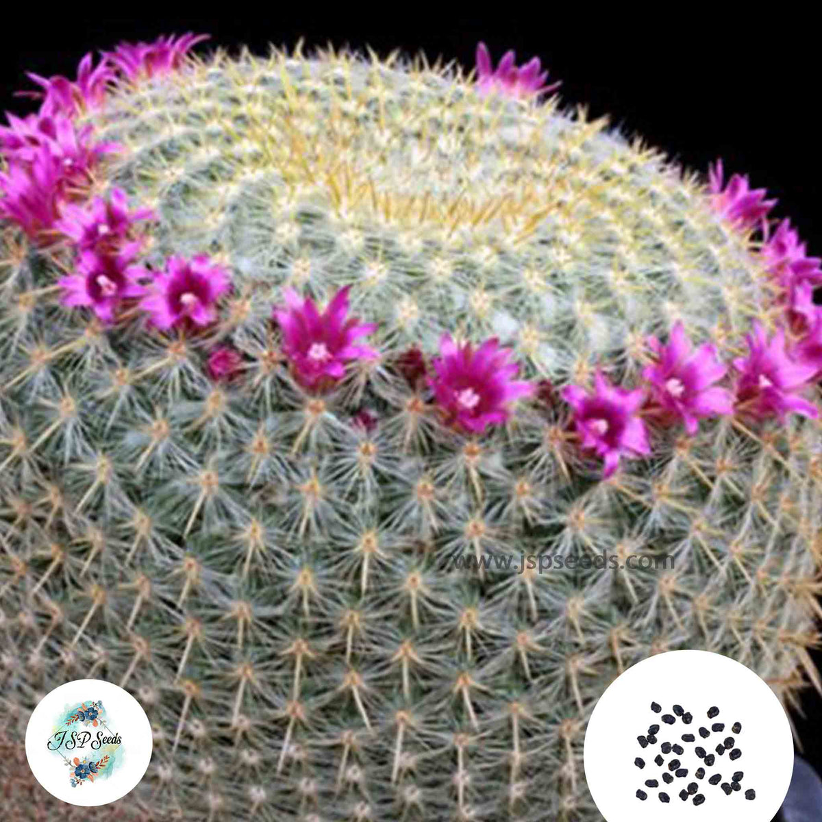 40 seeds Mammillaria neopotosina  Cactus Succulent seeds