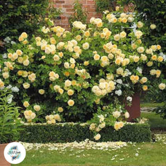 50 Heirloom Teasing Georgia English Rose flower Bonsai Garden Seeds