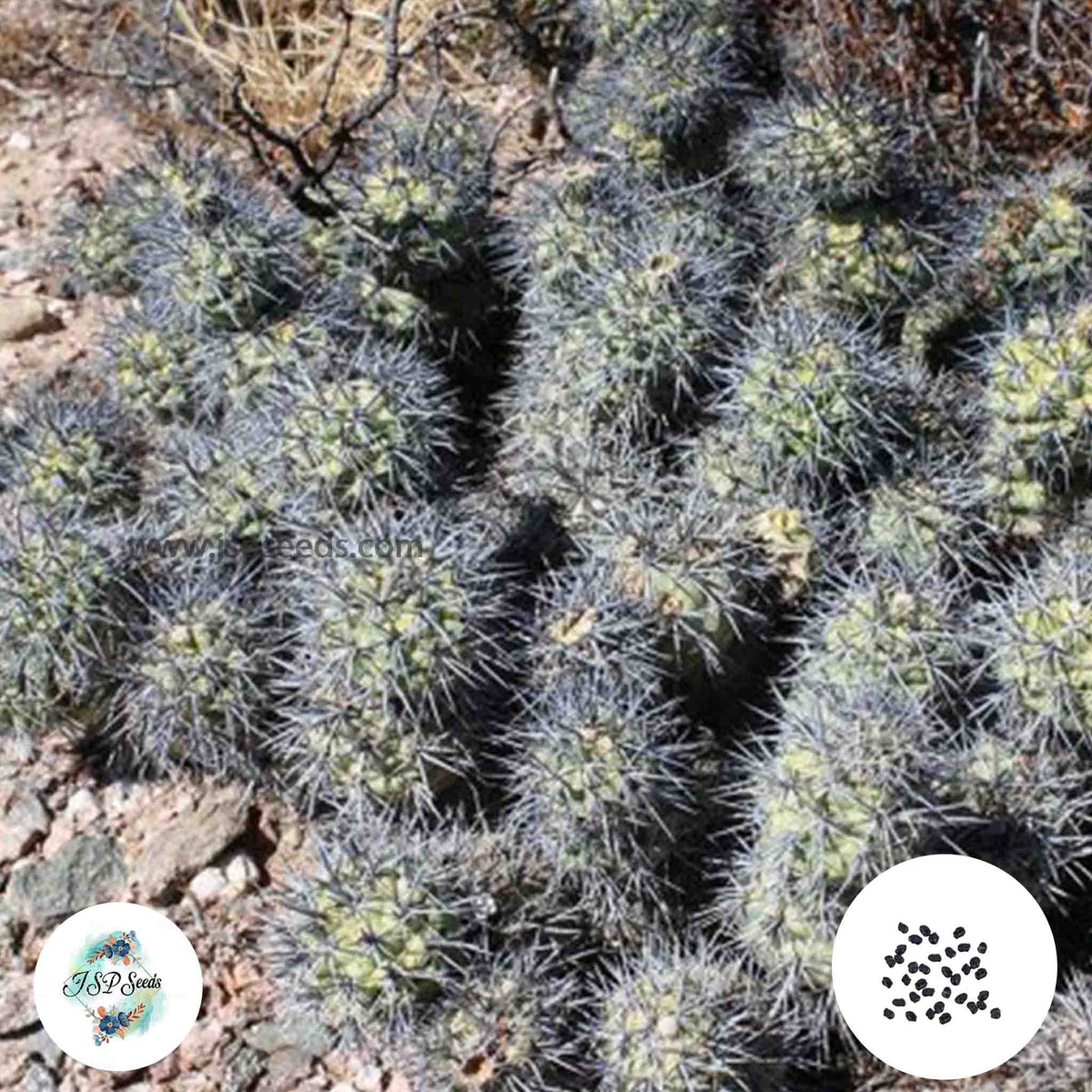 40 Seeds Tephrocactus sp. Cactus Succulent seeds