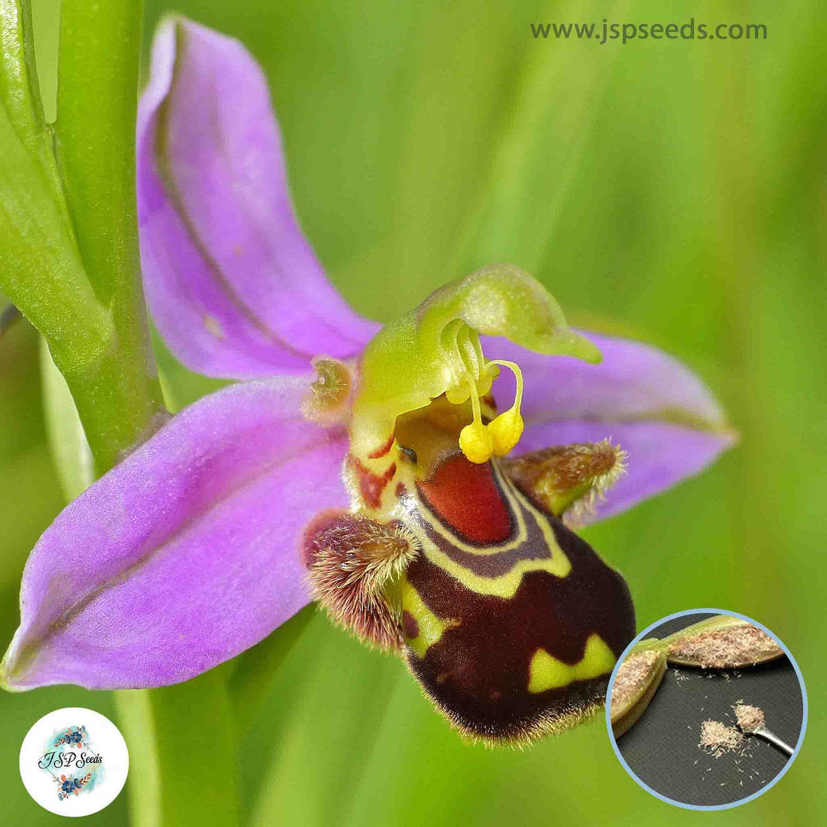 30 Big Bee Orchid Bonsai Perennial Flowering Plants Potted Garden Seeds