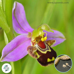 30 Big Bee Orchid Bonsai Perennial Flowering Plants Potted Garden Seeds