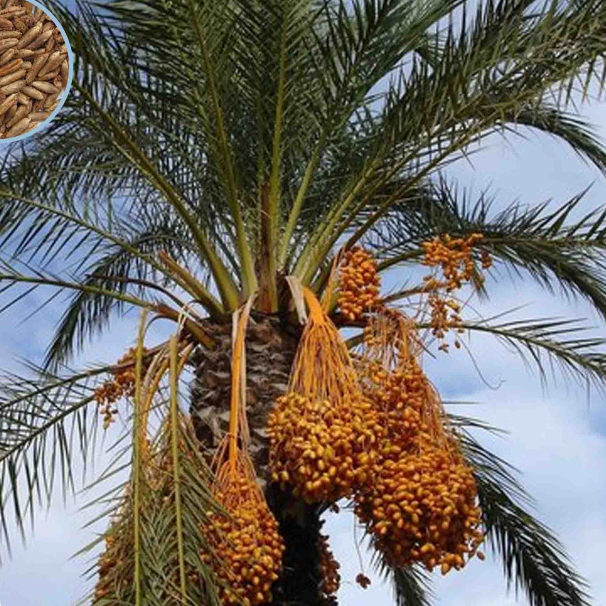 12 Braim Date Palm Seeds Phoenix dactylifera (Arecaceae) Fruit Seeds (UAE Lab 125)