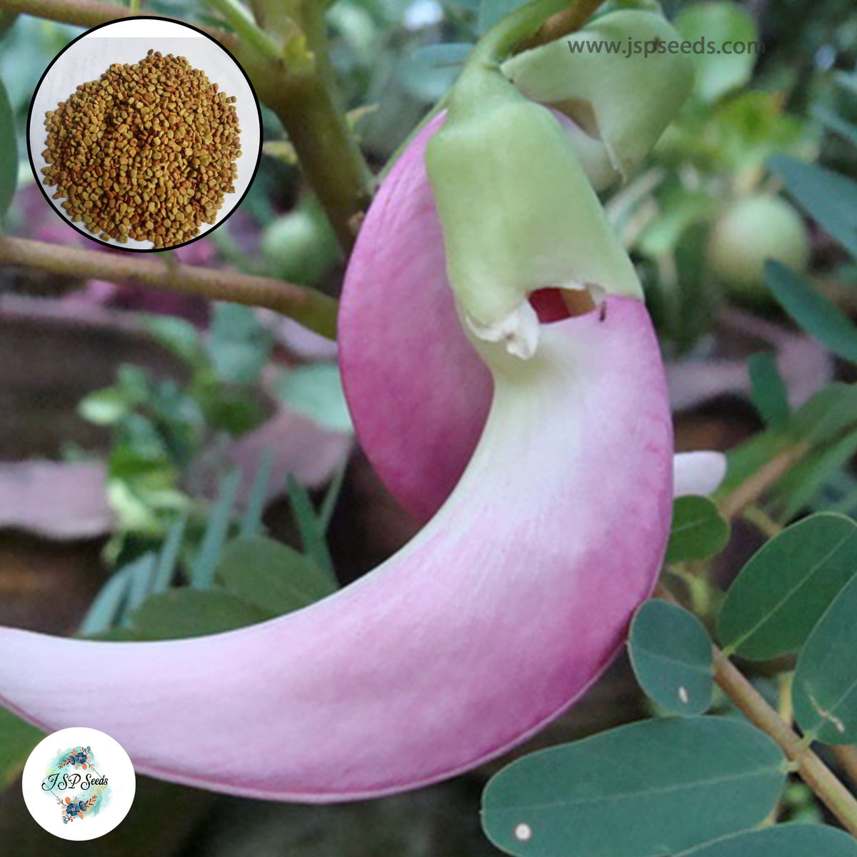 50 Pink Vegetable hummingbird Agasta, Sesban, Sesbania grandiflora (L.) Seeds (Asia Vegetable)