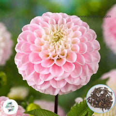 50 Wizard of Oz Dahlia Seeds (Flower Garden Potted Plants)