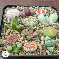 Mesembs seeds mix (living stones) / 40 seeds