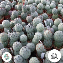 40 Seeds Tephrocactus geometricus Cactus Succulent seeds