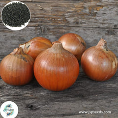 200 Patterson Onion Seeds NON-GMO Heirloom Fresh Garden Seeds (Vegetable Potted Plants)