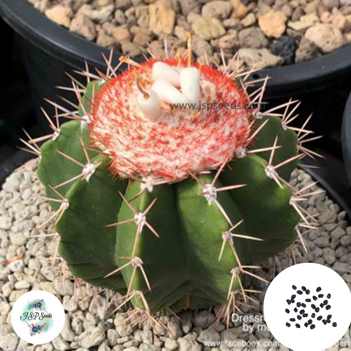 40 Seeds M.violaceus subs.margaritaceus Cactus Succulent seeds