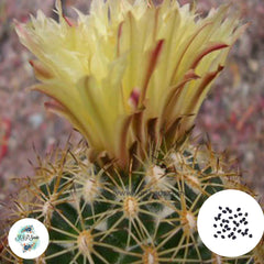 40 Seeds Coryphantha radians Cactus Succulent seeds