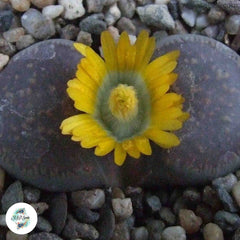 Lithops hookeri v marginata C337 (red-brown form) / 40 seeds (Living stones)