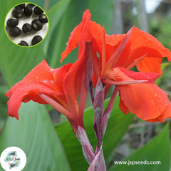 30 Dwarf Thai Red CANNA LILY Indian Shot Canna Indica Flower Seeds Cannaceae (Asia Flower)