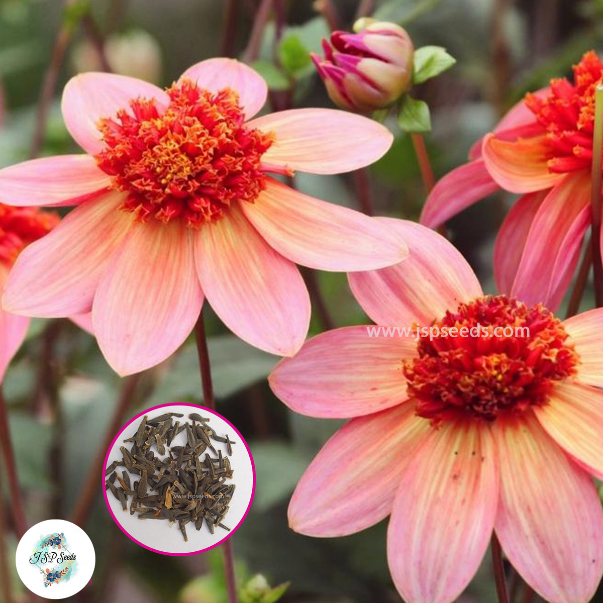 50 Totally Tangerine Dahlia Seeds (Flower Garden Potted Plants)